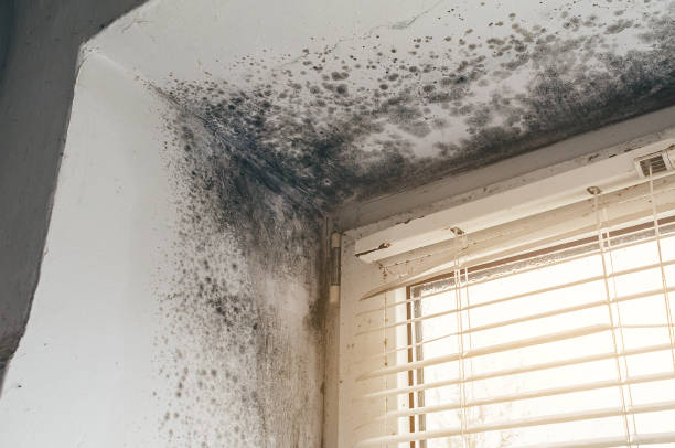 Affordable Mold Removal solutions in Columbus, NJ